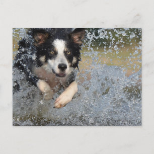 Postal border collie corriendo en el agua