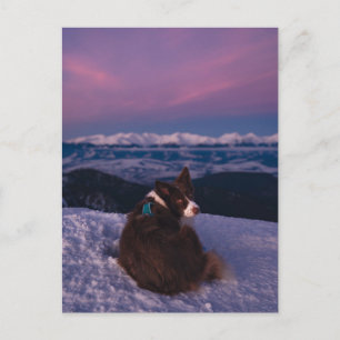 Postal Border Collie en la cima de una montaña nevada al