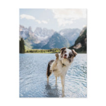 Border Collie Lago Aventura Montaña Perro Viaje
