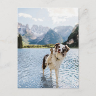 Postal Border Collie Lago Aventura Montaña Perro Viaje