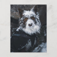 Border Collie Rojo Cara Nevada con Chaqueta de Inv