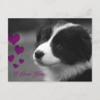 Border Collie, te amo