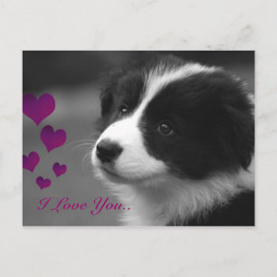 Postal Border Collie, te amo