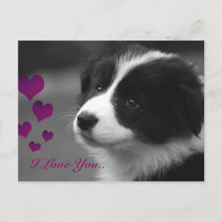 Postal Border Collie, te amo