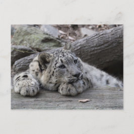 Postal Bored Snow Leopard Cub