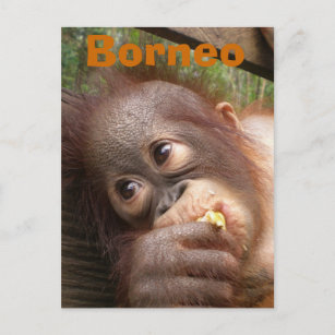 Postal Borneo Baby Orangutan