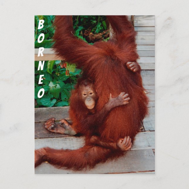Postal Borneo orangutan (Anverso)