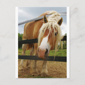 Postal ¿Borrador belga de caballos, tiene zanjas?