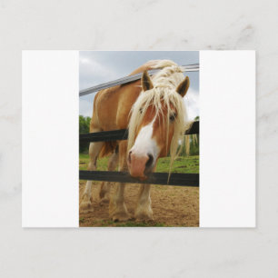 Postal ¿Borrador belga de caballos, tiene zanjas?