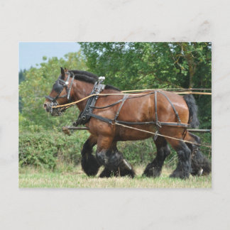 Postal Borrador de caballos en el mazo de cables