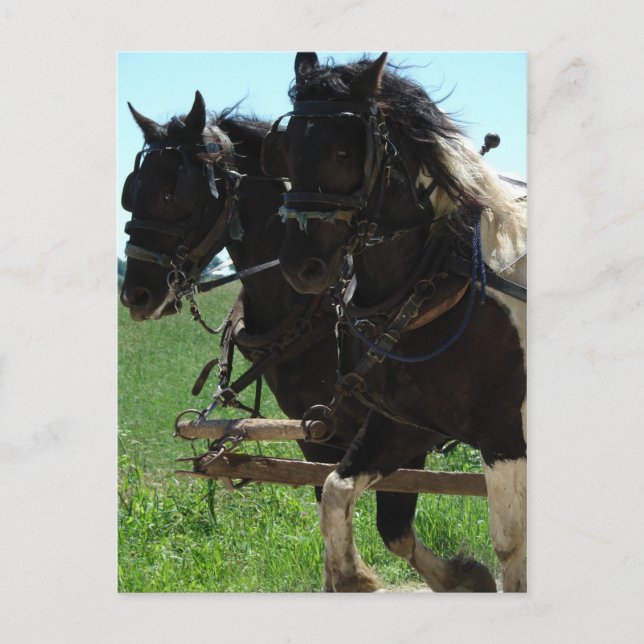 Postal Borradores de Pinto en el trabajo (Anverso)