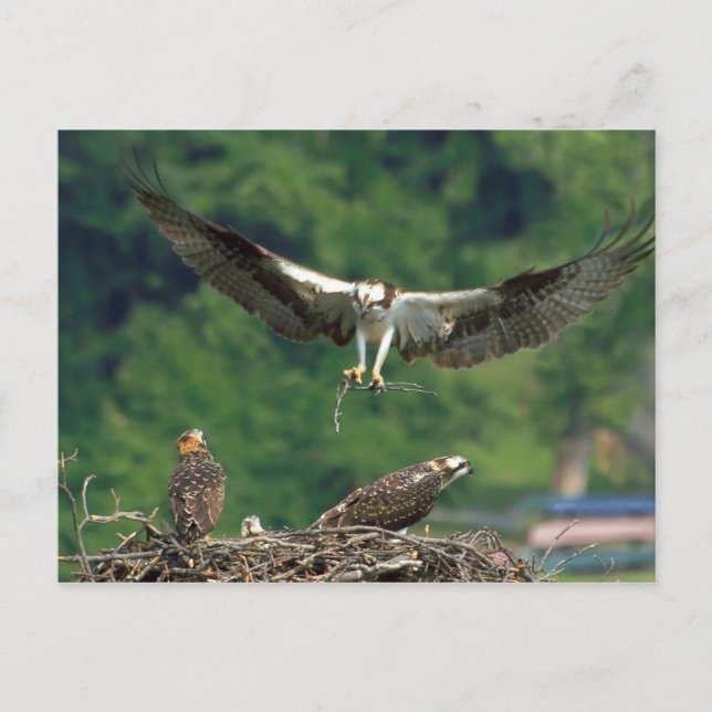 Postal Borrar la pista (Anverso)