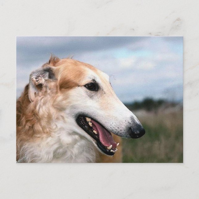Postal Borzoi (Anverso)