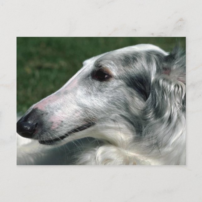 Postal Borzoi, lobo ruso (Anverso)