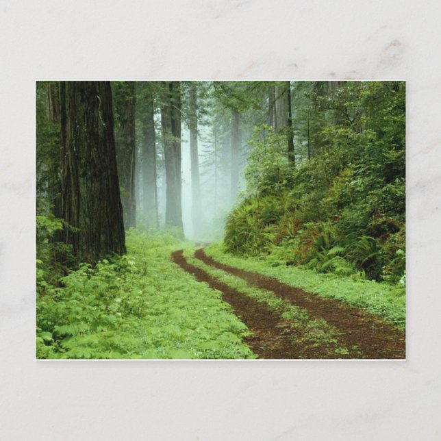 Postal Bosque (Anverso)