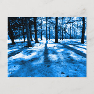 Postal Bosque Azul Sombras y Luz de los Árboles