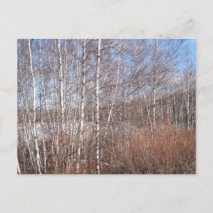 Postal Bosque Birch de Invierno