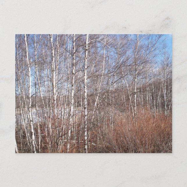 Postal Bosque Birch de Invierno (Anverso)