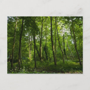 Postal Bosque. Blackweir Woods, Bute Park, Cardiff, Gal