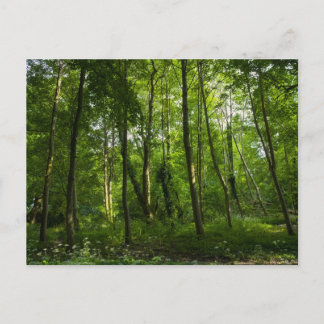 Postal Bosque. Blackweir Woods, Bute Park, Cardiff, Gal