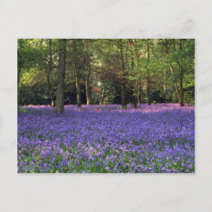 Postal Bosque Bluebell, Inglaterra