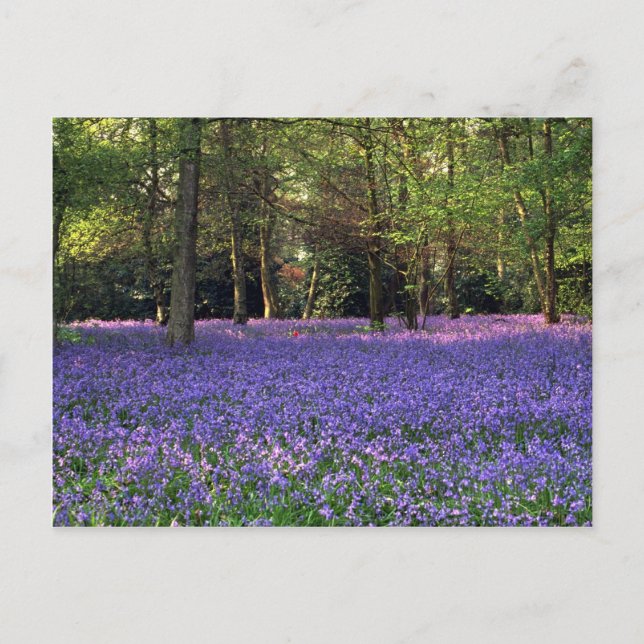 Postal Bosque Bluebell, Inglaterra (Anverso)
