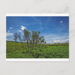Postal Bosque bog en las grandes praderas