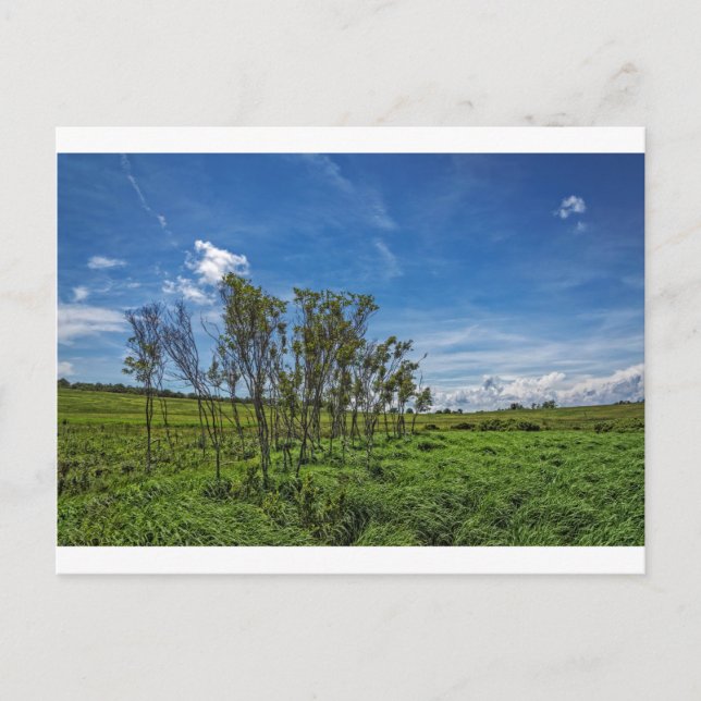 Postal Bosque bog en las grandes praderas (Anverso)