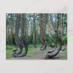 Postal Bosque Crooked - Polonia
