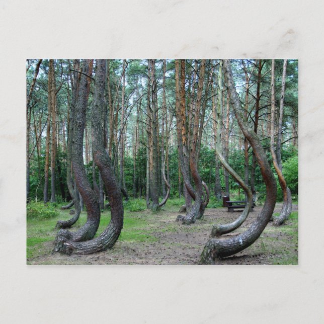 Postal Bosque Crooked - Polonia (Anverso)