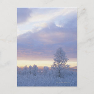 Postal Bosque cubierto de escarcha