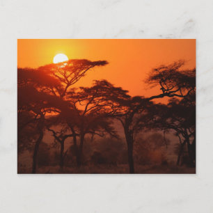Postal Bosque de acacia silueteado al atardecer, Tarangir