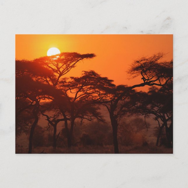 Postal Bosque de acacia silueteado al atardecer, Tarangir (Anverso)