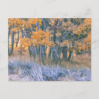 Postal Bosque de Álamos en Otoño