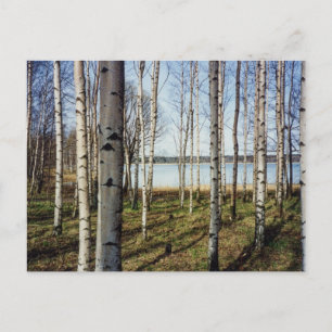Postal Bosque de árboles de aves en Finlandia