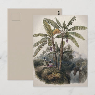 Postal Bosque de árboles plásticos tropicales antiguos   