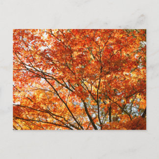 Postal Bosque de arce