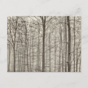 Postal Bosque de B&W con niebla de la mañana detrás de