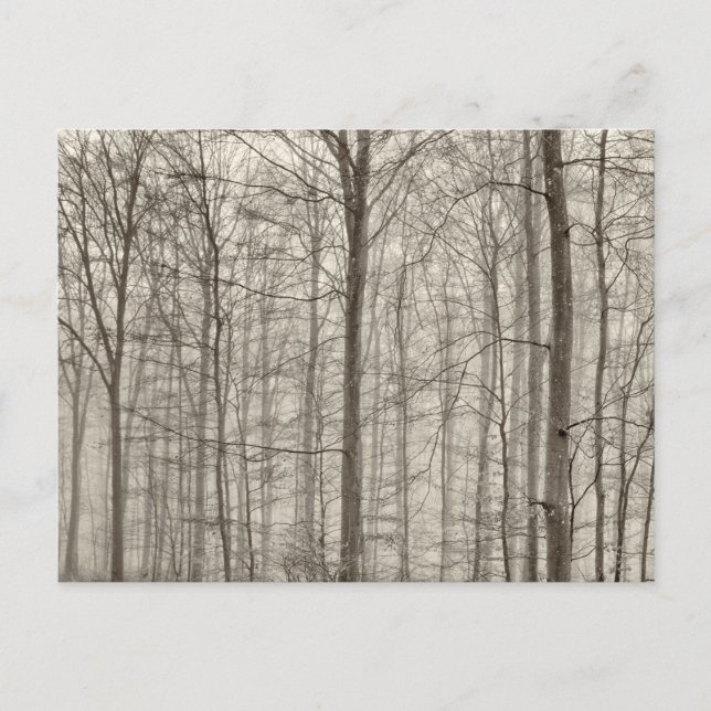 Postal Bosque de B&W con niebla de la mañana detrás de (Anverso)