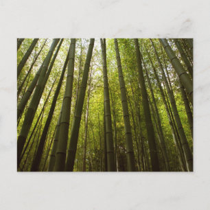 Postal Bosque de Bambú: Sagano, Kyoto