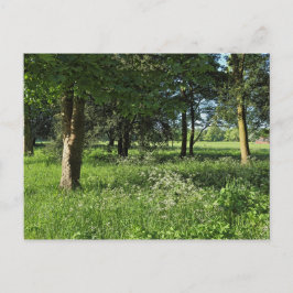 Postal Bosque de Blackweir, Parque Bute, Gales de Cardiff