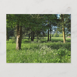Postal Bosque de Blackweir, Parque Bute, Gales de Cardiff
