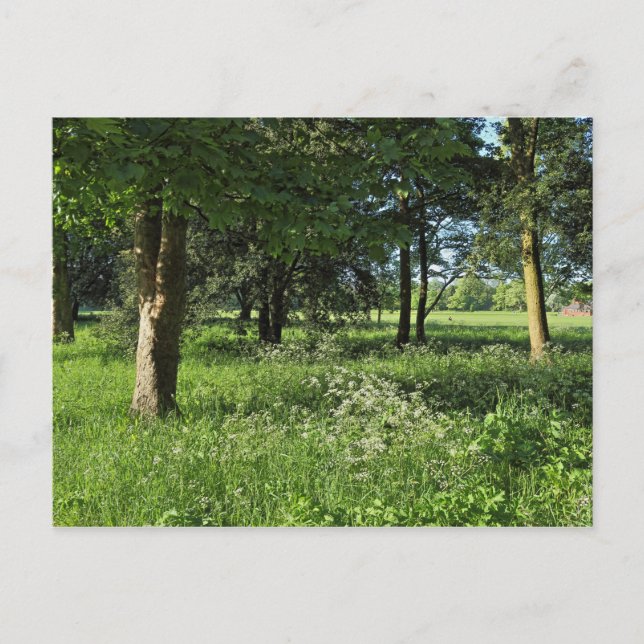 Postal Bosque de Blackweir, Parque Bute, Gales de Cardiff (Anverso)