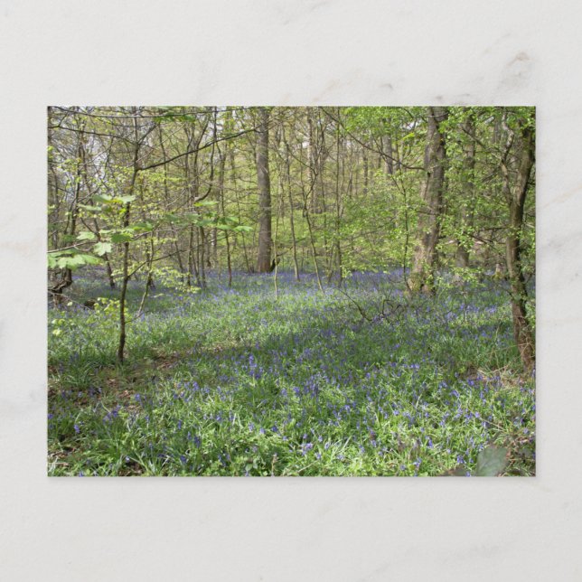 Postal Bosque de Bluebell Poynton Cheshire (Anverso)