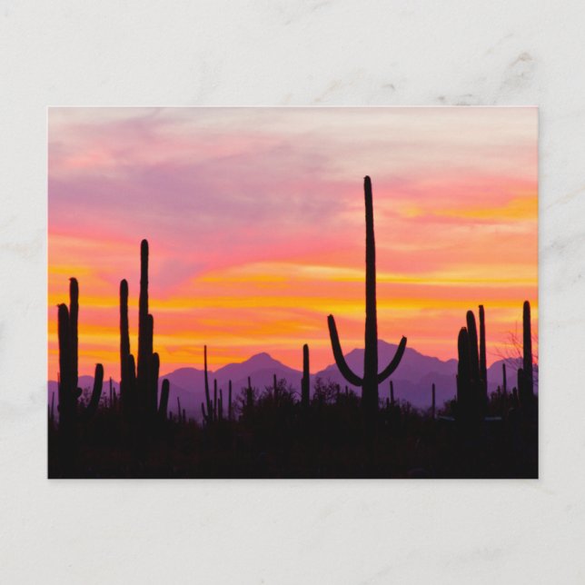 Postal Bosque de cactus saguaro al atardecer (Anverso)