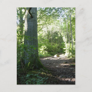 Postal Bosque de Castlehead: Keswick