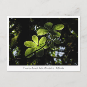 Postal Bosque de Harenna Etiopía