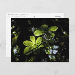 Postal Bosque de Harenna Etiopía