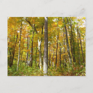 Postal Bosque de Hojas Amarillas Paisaje de Otoño