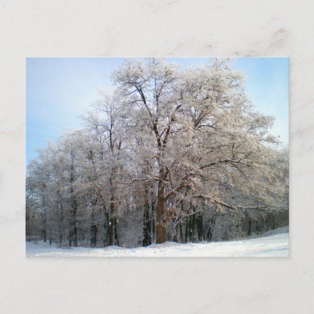 Postal Bosque de invierno diciembre de 2012 (Anverso)